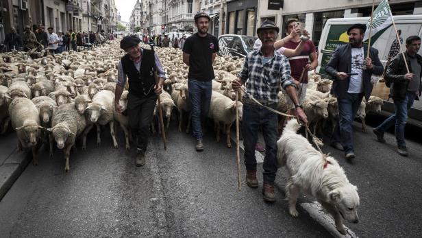 Französische Schafzüchter protestieren: Weniger EU-Agrarförderungen.
