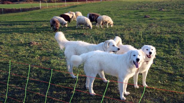 Herdenschutzhunde fordern Spezialisierung der Halter