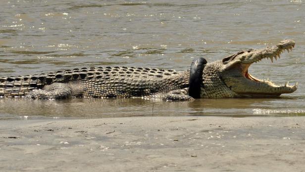 Das Krokodil soll gerettet werden.