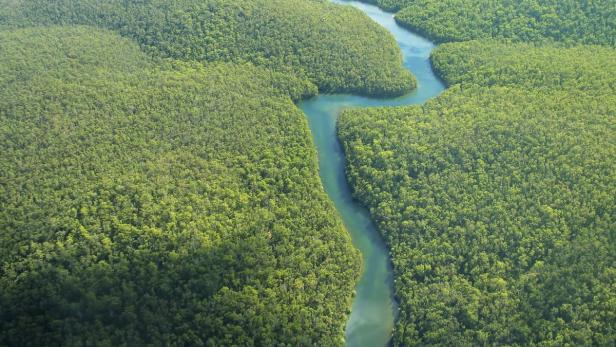Die Hälfte des Amazonas-Regenwalds steht unter Schutz