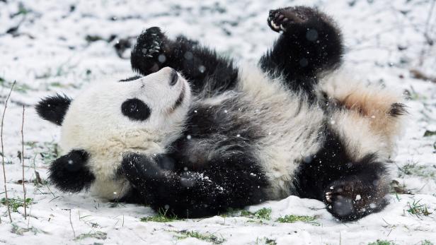 Einer der jungen Pandas beim herumtollen im Schnee.