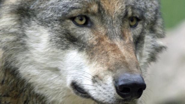 Politik bläst zur Jagd auf den Wolf