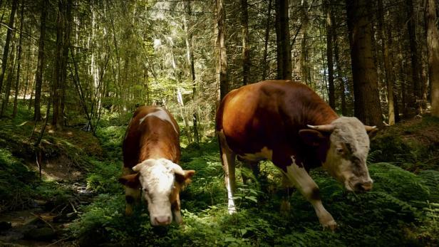 Wilde Kühe in einer Welt ohne Nutztiere.