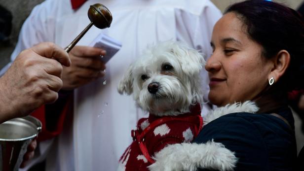 Eine Frau hält einen Hund, der vom Pfarrer gesegnet wird