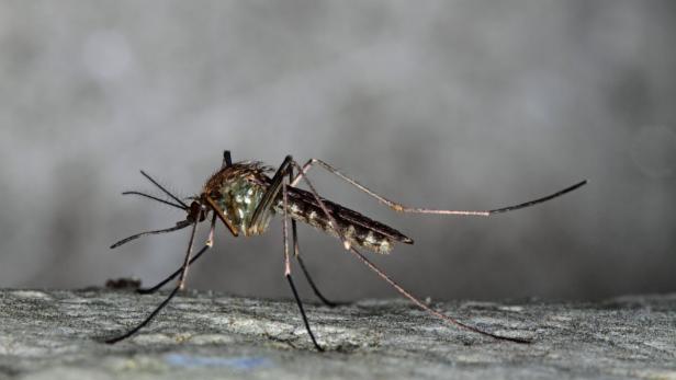 Die Culex Pipiens ist eine der drei häufigsten Gelsen-Gattungen in Österreich.