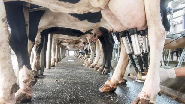 Milchbauern müssen sich auf geringere Einnahmen einstellen