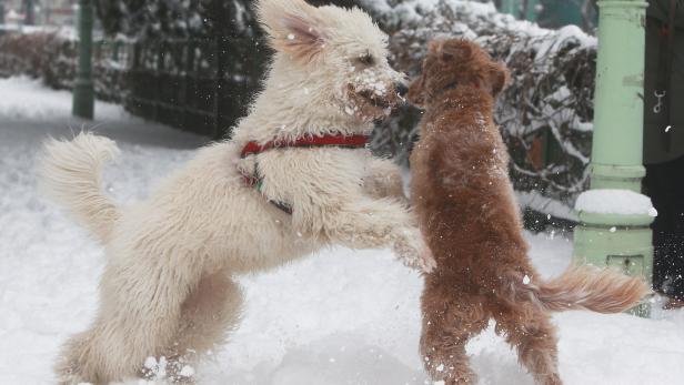 Die beiden Hunde haben sichtlich Spaß im Schnee