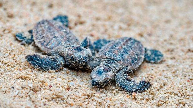 Der Nachwuchs der sogenannten Echten Karettschildkröte.