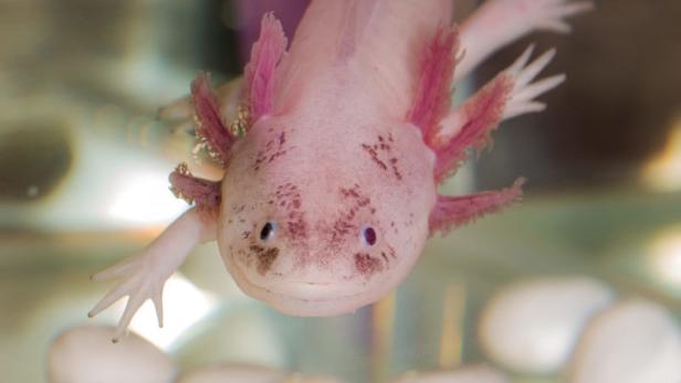 &quot;Axolotl&quot; stammt aus der aztekischen Sprache und bedeutet &quot;Wassermonster&quot;.