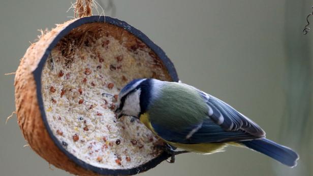 Kleinvögel brauchen Fettreserven.