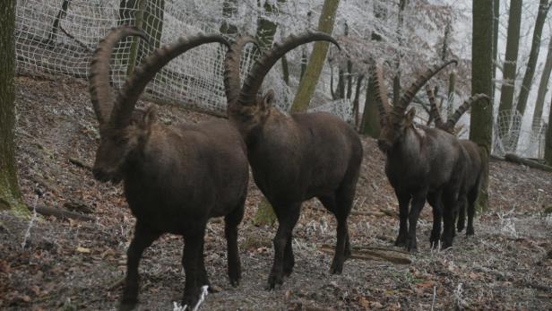 Eine Gruppe Alpensteinböcke steht in einem winterlichen Wald.