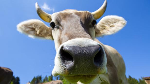 Vier Kühe waren am Dienstagvormittag von einem Bauernhof in Parndorf entlaufen.