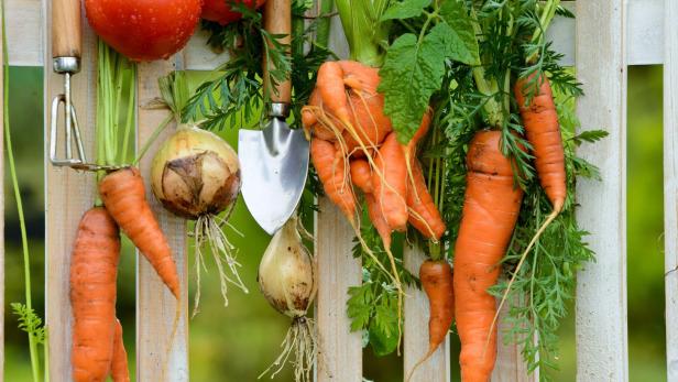 Start-up: Eigener Gemüsegarten per Mausklick