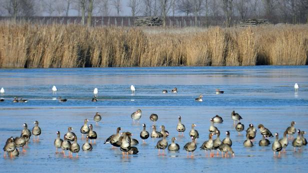 Der Neusiedler See zählt zu den bedeutendsten Vogelreservaten Euro