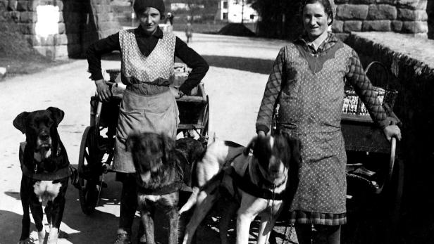 Marktfrauen mit ihrem Hundegespann, Zwischen den Kriegen. Oberösterreich 1918-1938
