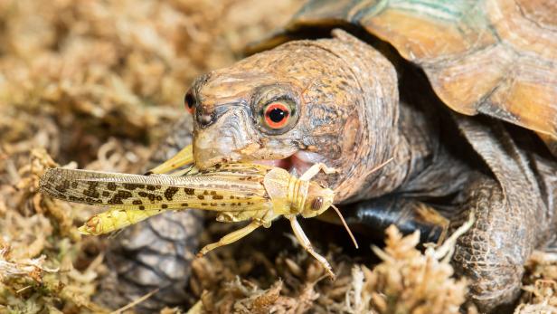 Schönbrunn: Schildkröte ist Zootier des Jahres