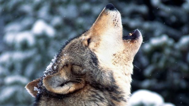 Dürfen Wölfe in der Kulturlandschaft einen Platz haben?