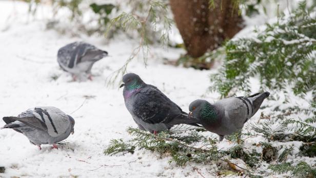 Tauben suchen im verschneiten Park nach Futter.