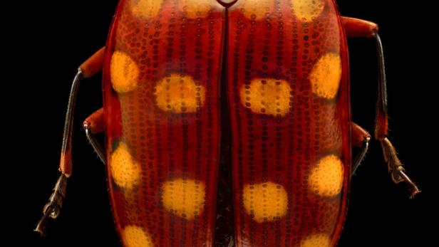 PILZKÄFER Er ist ein naher Verwandter des Marienkäfers. Der Name sagt es schon: Der Pilzkäfer ernährt sich von Pilzen, aber auch anderen Pflanzen. Seine Flügeldecken können Tupfen wie hier, aber auch Streifen zieren. Die Käfer sondern ein mit ihrem eigenen Blut vermischtes Sekret ab, das Feinde vertreiben soll.