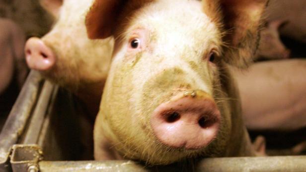 Krisenpläne stehen, falls die Schweinepest Niederösterreich erreicht