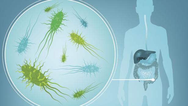 Wie sehr uns Mikroben im Darm beeinflussen