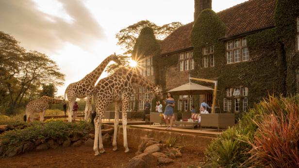 Im „Giraffe Manor“ (buchbar: urlaubsguru.at) in Kenia teilt man das Frühstück mit Savannentieren