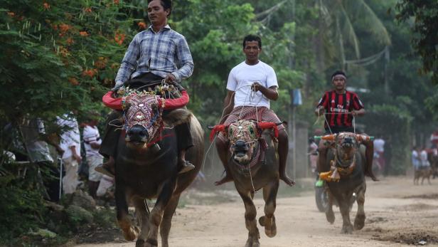 Wasserbüffel-Reiter während eines Festival in Kambodscha.