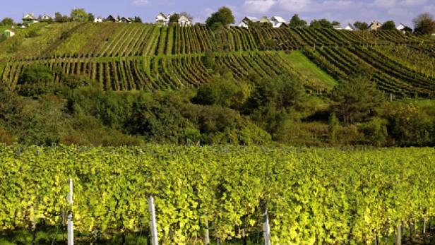 Weinschule, Folge 5: Das Südburgenland