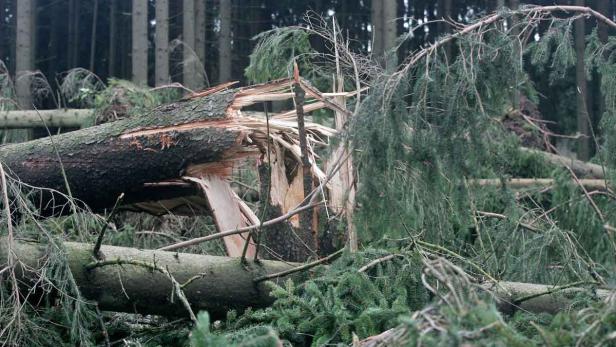 Der Föhnsturm hat in Tirol zahlreiche Bäume umstürzen lassen. Die Feuerwehren waren im ganzen Bundesland im Einsatz, um das Geäst wieder von den Straßen zu bekommen (Archivbild)