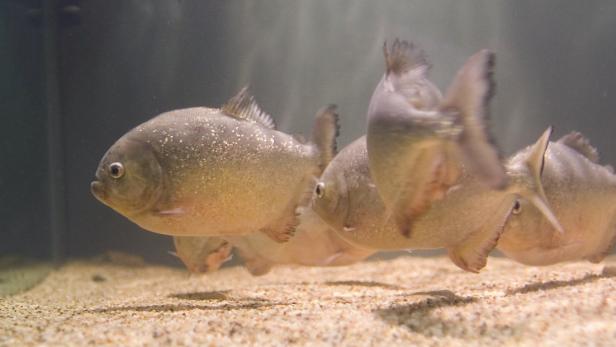 Eine Gruppe Piranhas schwimmt in einem Aquarium.