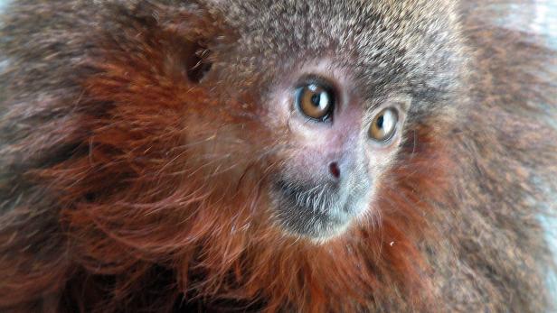 Callicebus caquetensis nennt sich diese Affenart, die kürzlich im Amazonasgebiet Brasiliens entdeckt wurde. Die kleinen Tiere sind in der großen Welt der Affen durchaus eine Besonderheit - sie drücken ihr Wohlbefinden mittels Schnurren aus.