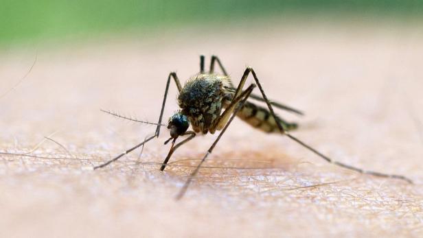 Mücken übertragen das Zika-Virus. Männer können es auch lange beim Sex weitergeben.