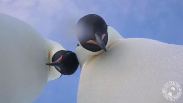 Antarktis: Pinguine posieren für Selfie-Clip