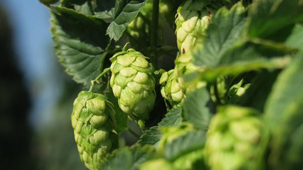 Naturhopfen: Ein charakteristischer Biergeschmack