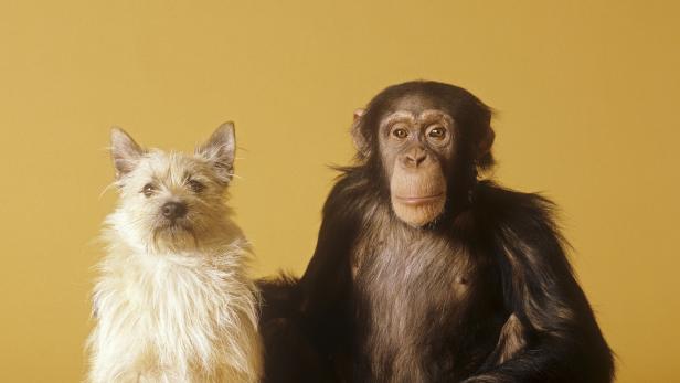 Bildnummer. 00008859 Tierfreundschaft: Schimpanse und Mischlingshund // animal friendship: chimpanzee and hybrid dog