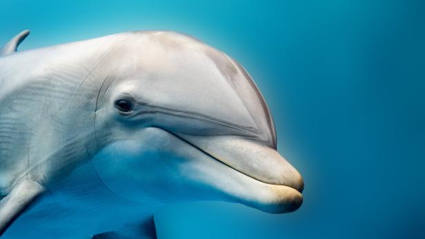 Gesprächiger Geselle: Was für Menschen der Name, ist für den Delfin der Signatur-Pfiff. Er hilft ihm Artgenossen zu erkennen, auch nach Jahrzehnten. Ein Forschungsprojekt arbeitet gerade daran, bestimmte Pfiffe mit Objekten zu verknüpfen. Ziel ist es, mit