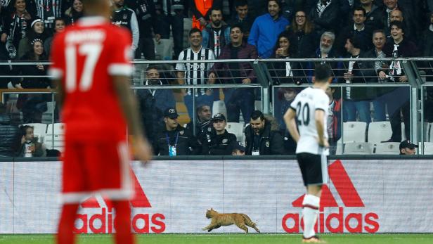 Soccer Football - Champions League Round of 16 Second Leg - Besiktas vs Bayern Munich - Vodafone Arena, Istanbul, Turkey - March 14, 2018 Besiktas fans look on as a cat runs onto the pitch during the match REUTERS/Osman Orsal