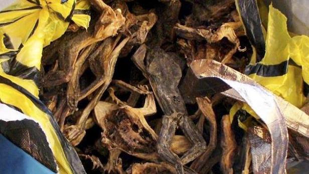 München: Ein Kilo getrocknete Frösche in Gepäck gefunden