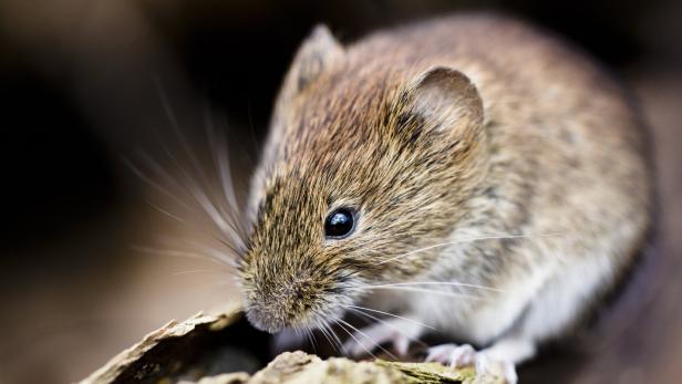 Stock-Fotografie-ID:469643791 A close-up of a bank vole, a mouse species.