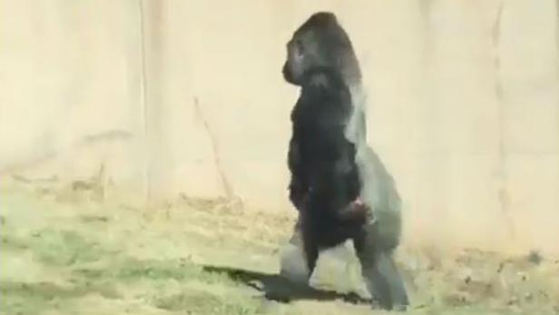 Warum dieser Gorilla auf zwei Beinen geht
