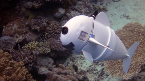 Ein Roboter, der aussieht wie ein Fisch und sich auch so bewegt 