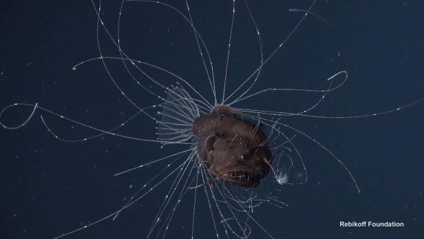 Tiefseefilmern gelangen spektakuläre Anglerfisch-Aufnahmen