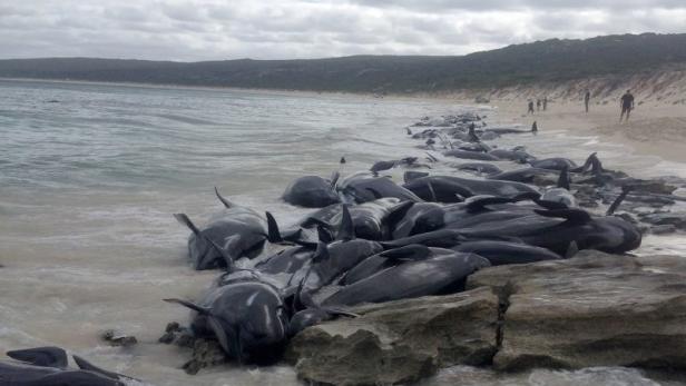 Australien: Nur vier von 150 angespülten Walen überlebten