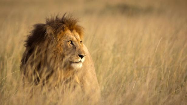 König der Löwen in Afrika: Wenn Raubkatzen jagen, singt niemand dabei
