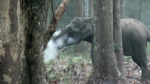 Indien: Rauchender Elefant gibt Rätsel auf