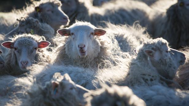 Ausbruch der Pest: Bulgarien will 2.000 Schafe und Ziegen töten