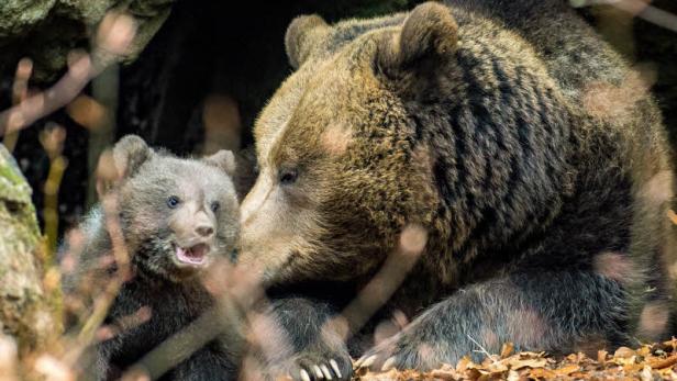 Menschen verändern natürliches Verhalten von Bären