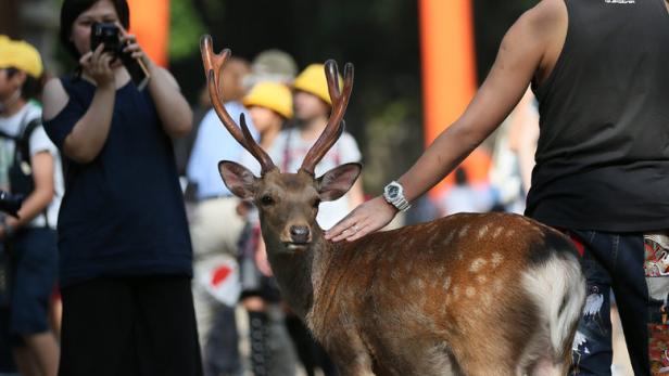 Japan: Immer mehr Touristen verletzen sich beim Reh-Füttern