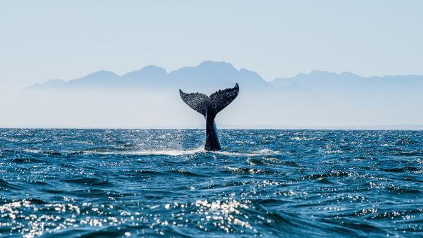 Tierforschung: Grönlandwale lieben die Improvisation