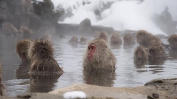 Warum japanische Affen gerne baden